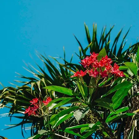 Fiesta Beach Gardens-2